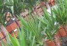 Katoombaplant-nursery-10.jpg; ?>